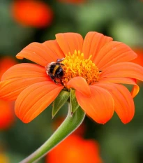 Titónia okrúhlolistá Fiesta Del Sol - Tithonia rotundifolia - semená titónie - 60 ks