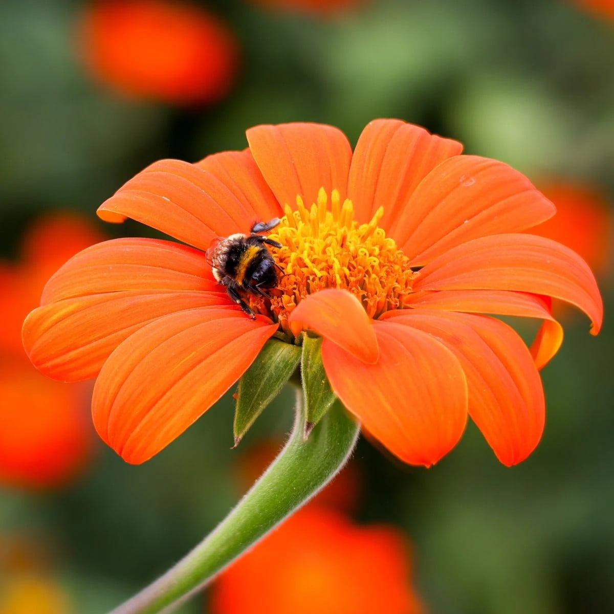 Titónia okrúhlolistá Fiesta Del Sol - Tithonia rotundifolia - semená titónie - 60 ks