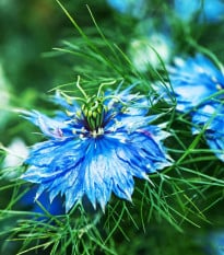 Černuška damascénska Miss Jekyll Dark Blue - Nigella damascena - semená černušky - 200 ks