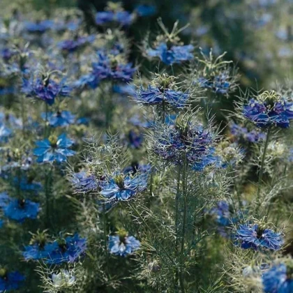 Černuška damascénska Miss Jekyll Dark Blue - Nigella damascena - semená černušky - 200 ks