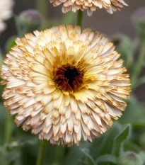 Nechtík lekársky Pygmy Buff - Calendula officinalis - semená nechtíka - 30 ks