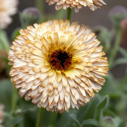Nechtík lekársky Pygmy Buff - Calendula officinalis - semená nechtíka - 30 ks
