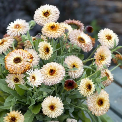 Nechtík lekársky Pygmy Buff - Calendula officinalis - semená nechtíka - 30 ks