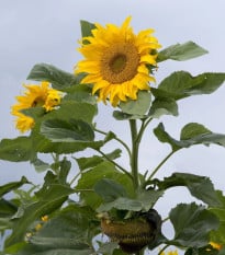 Slnečnica Mongolian Giant - Helianthus annuus - semená slnečnice - 15 ks