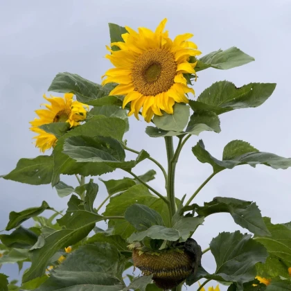 Slnečnica Mongolian Giant - Helianthus annuus - semená slnečnice - 15 ks