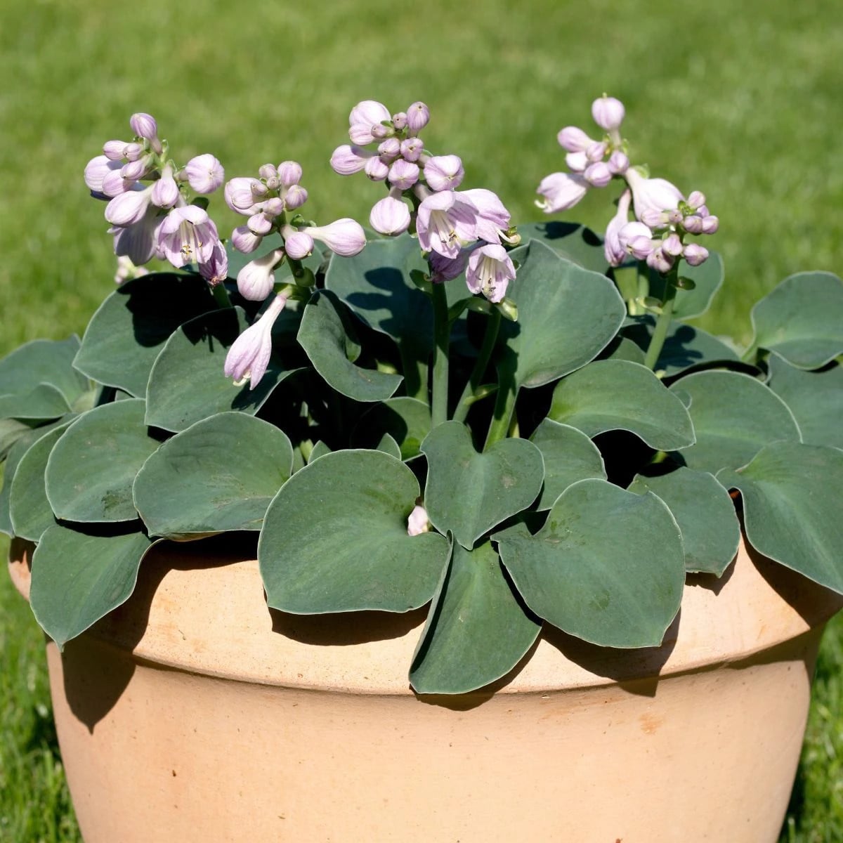 Funkia - Hosta Mouse Ears - hľuzy funkie - 1 ks