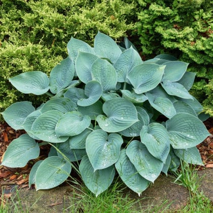 Funkia - Hosta Blue Angel - hľuzy funkie - 1 ks