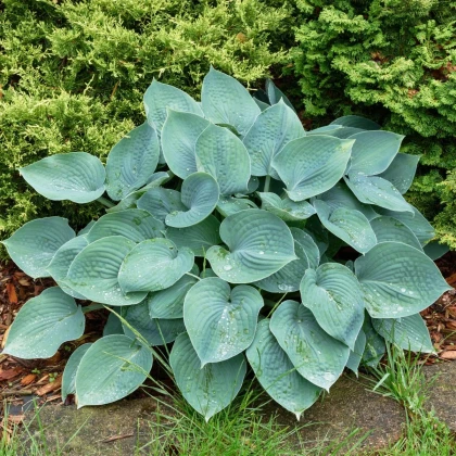 Funkia - Hosta Blue Angel - hľuzy funkie - 1 ks