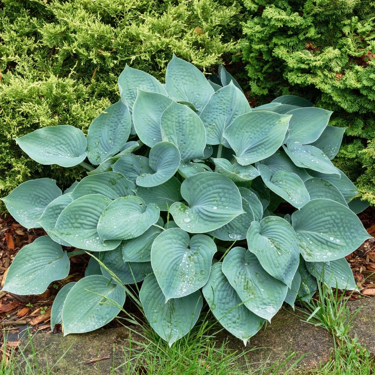 Funkia - Hosta Blue Angel - hľuzy funkie - 1 ks