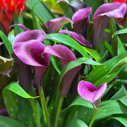 Kala Purple Sensation - Zantedeschia - hľuzy kaly - 1 ks