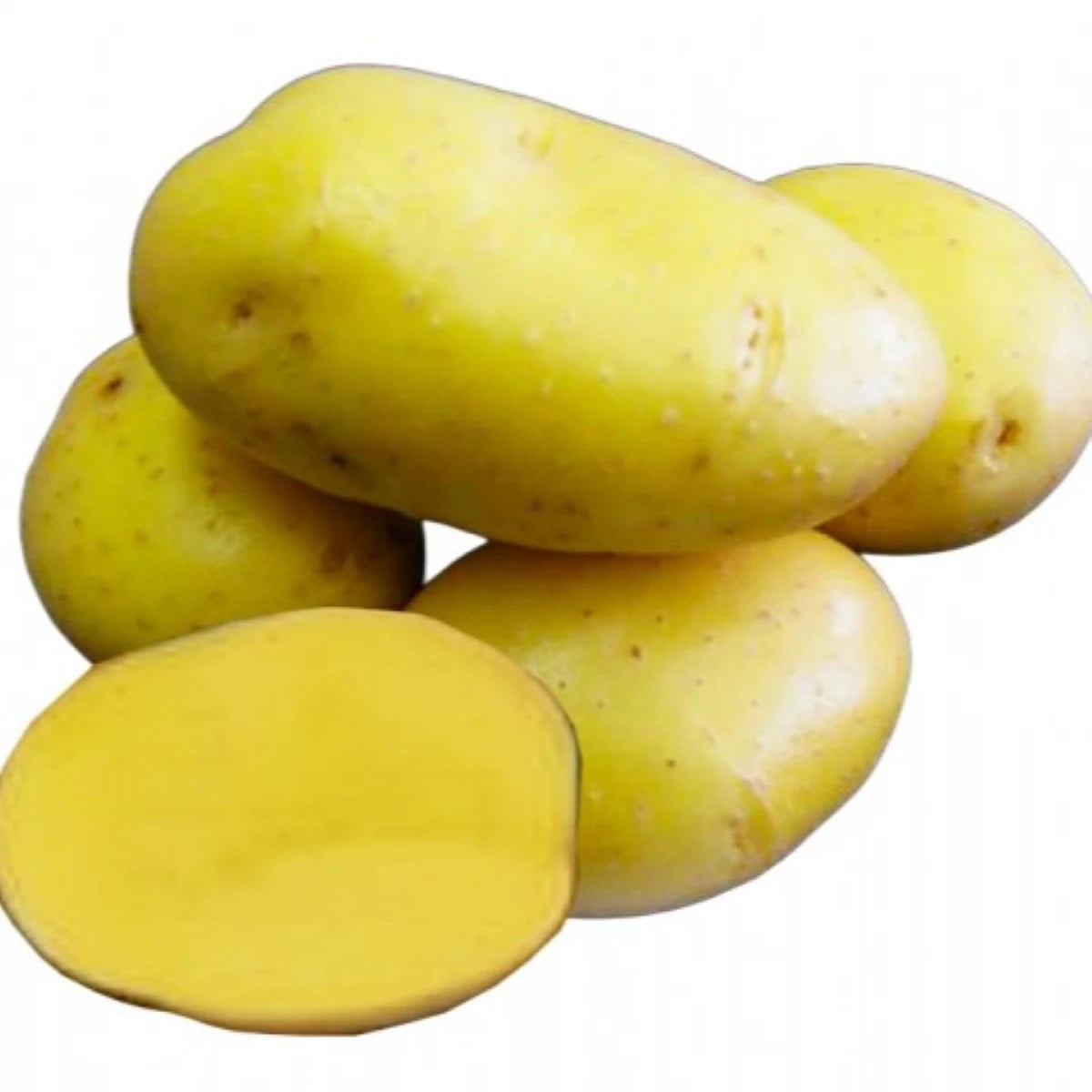Sadbové zemiaky Camelia - Solanum tuberosum - zemiaky - 5 kg