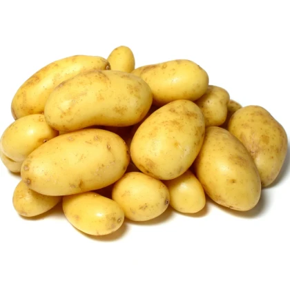 Sadbové zemiaky Camelia - Solanum tuberosum - zemiaky - 5 kg