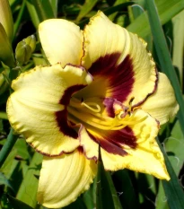 Ľaliovka El Desperado - Hemerocallis - hľuzy denivky - 1 ks