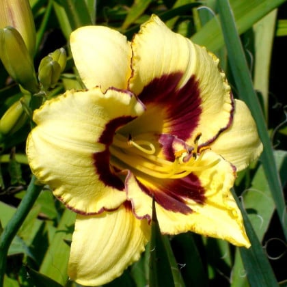 Ľaliovka El Desperado - Hemerocallis - hľuzy denivky - 1 ks