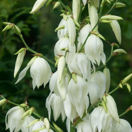 Juka vláknitá - Yucca filamentosa - hľuza juky - 1 ks