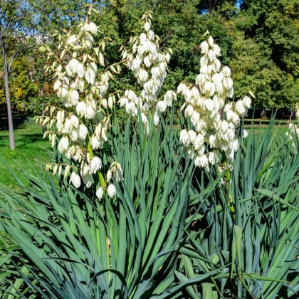 Juka vláknitá - Yucca filamentosa - hľuza juky - 1 ks