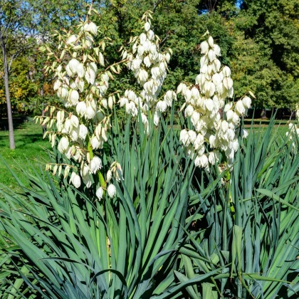 Juka vláknitá - Yucca filamentosa - hľuza juky - 1 ks