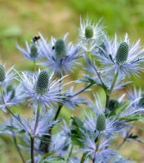 Kotúč alpínsky - Eryngium Alpinum - voľnokorenné sadenice kotúča - 1 ks