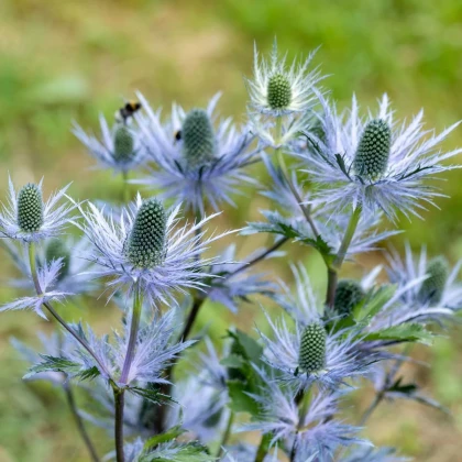 Kotúč alpínsky - Eryngium Alpinum - voľnokorenné sadenice kotúča - 1 ks