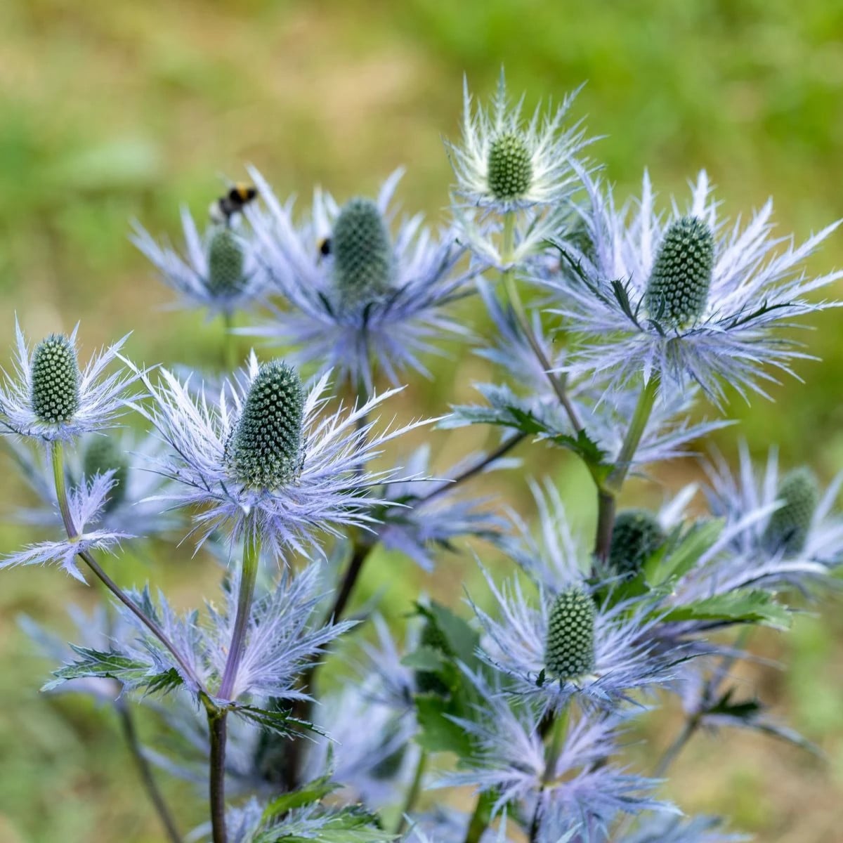 Kotúč alpínsky - Eryngium Alpinum - voľnokorenné sadenice kotúča - 1 ks