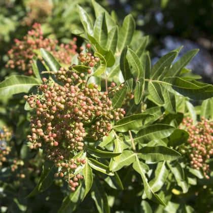 Sečuánske korenie - Zanthoxylum piperitum - semená korenia - 5 ks
