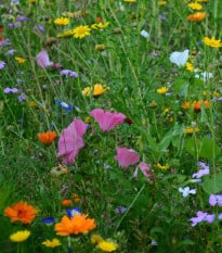 Nízka prírodná lúka Premium Profi Line - Kiepenkerl - 400 g