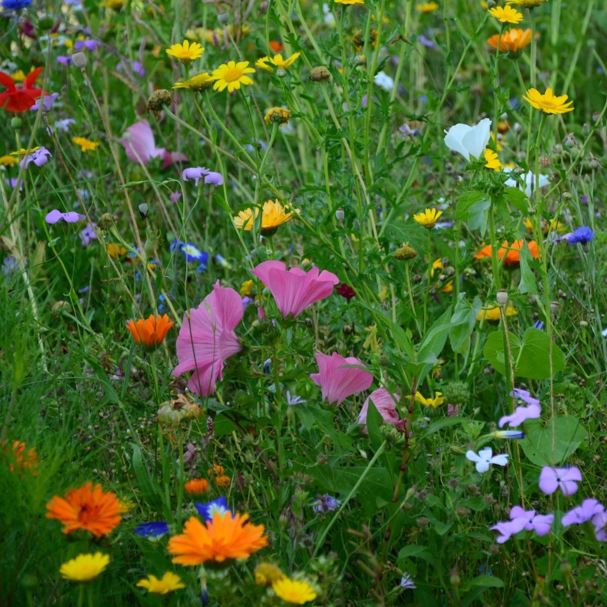 Nízka prírodná lúka Premium Profi Line - Kiepenkerl - 400 g