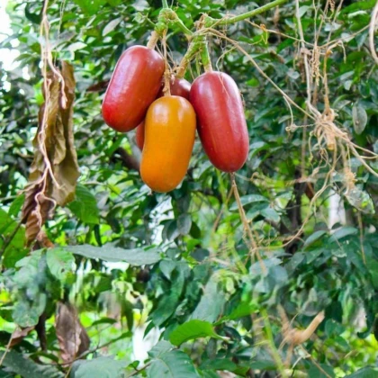 Muškátová uhorka - Sicana odorifera - semená uhorky - 6 ks