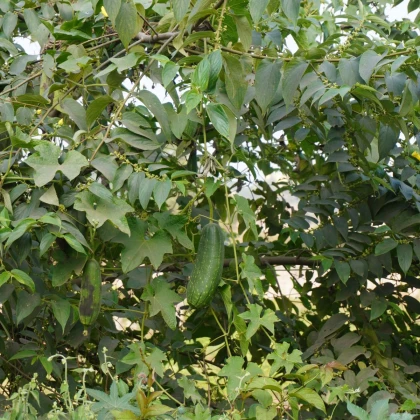 Muškátová uhorka - Sicana odorifera - semená uhorky - 6 ks