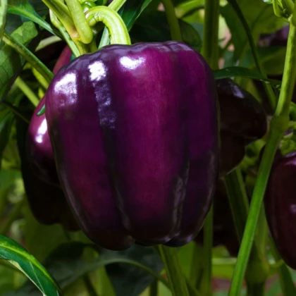 Paprika Beluga Lilac F1 - Capsicum annuum - semená papriky - 6 ks