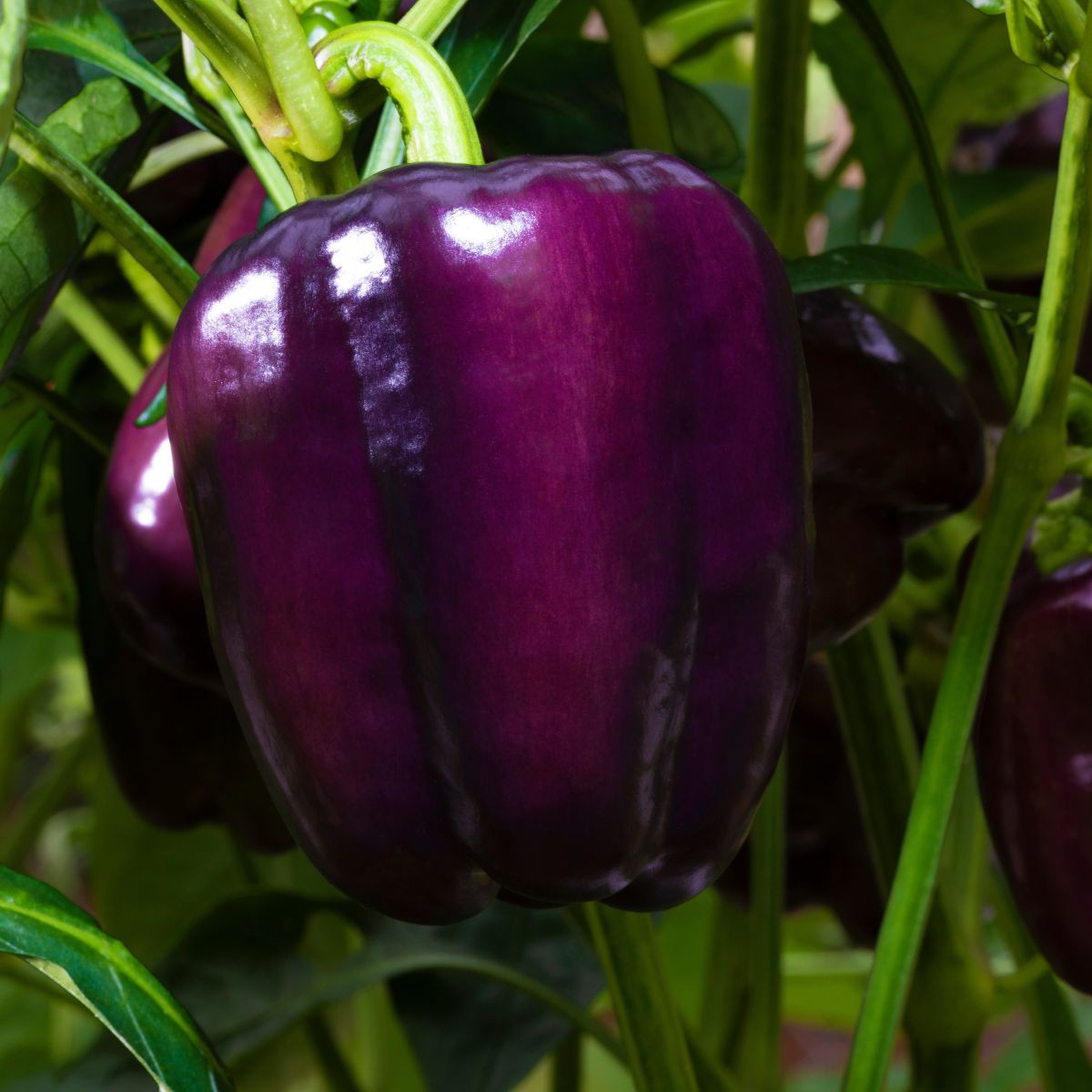 Paprika Beluga Lilac F1 - Capsicum annuum - semená papriky - 6 ks
