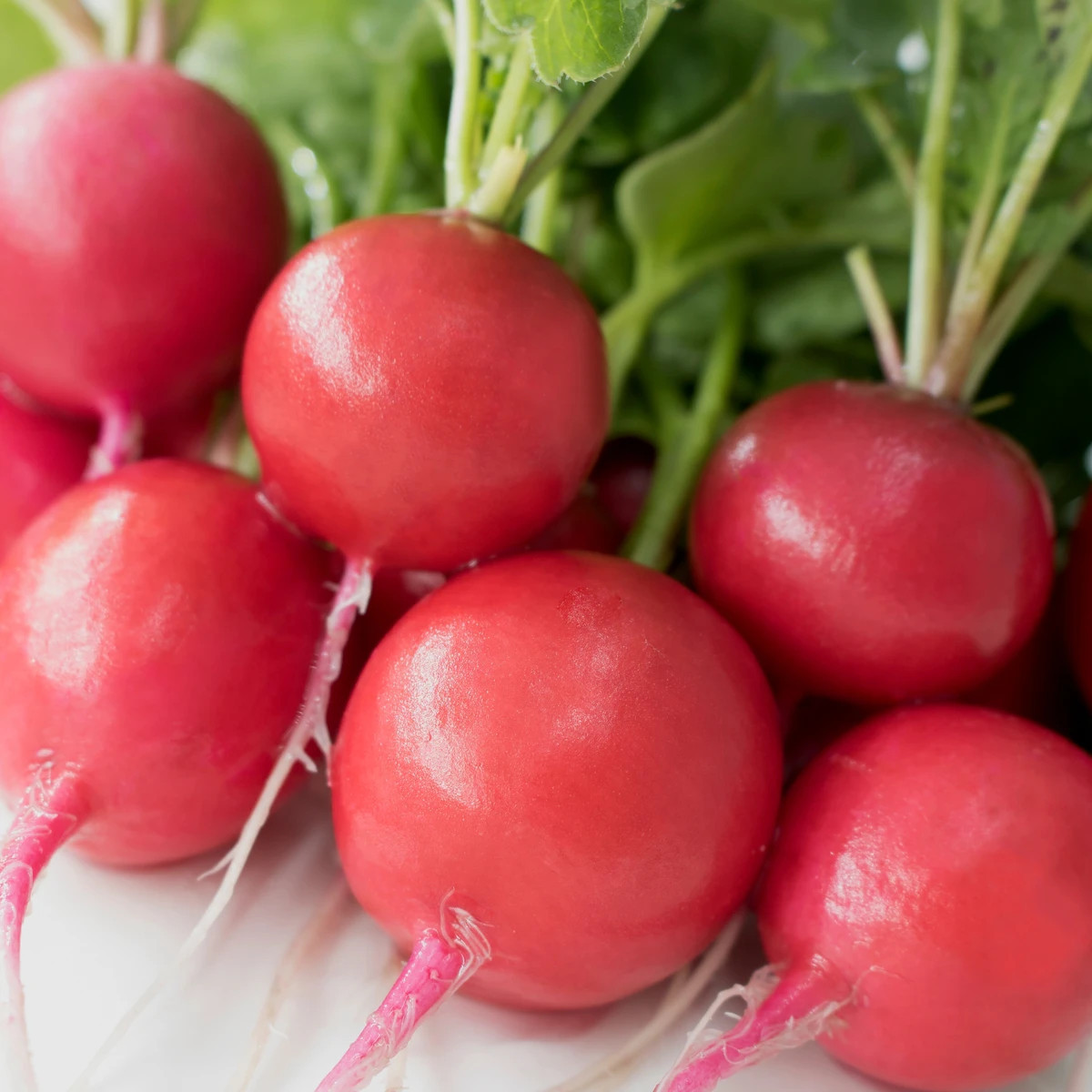 Reďkovka Riesenbutter Vitessa - Raphanus sativus sativus - semená reďkovky - 100 ks