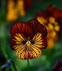 Fialka Tiger Eye Red F1 - Viola cornuta - semená fialky - 20 ks