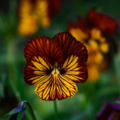 Fialka Tiger Eye Red F1 - Viola cornuta - semená fialky - 20 ks