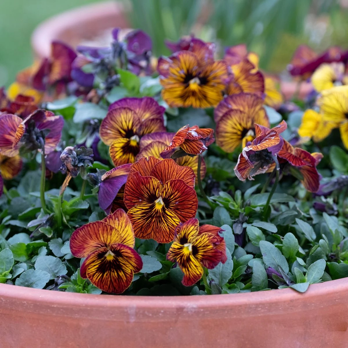 Fialka Tiger Eye Red F1 - Viola cornuta - semená fialky - 20 ks