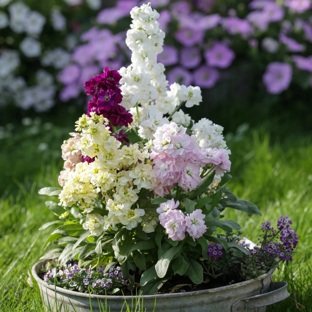 Fiala Cinderella Vivid Formula Mix - Matthiola incana - semená fialy - 40 ks