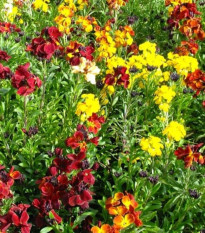 Cheirant voňavý jednoduchý zmes farieb - Erysimum cheiri - semená cheirantu - 30 ks