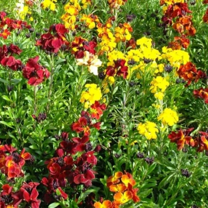 Cheirant voňavý jednoduchý zmes farieb - Erysimum cheiri - semená cheirantu - 30 ks