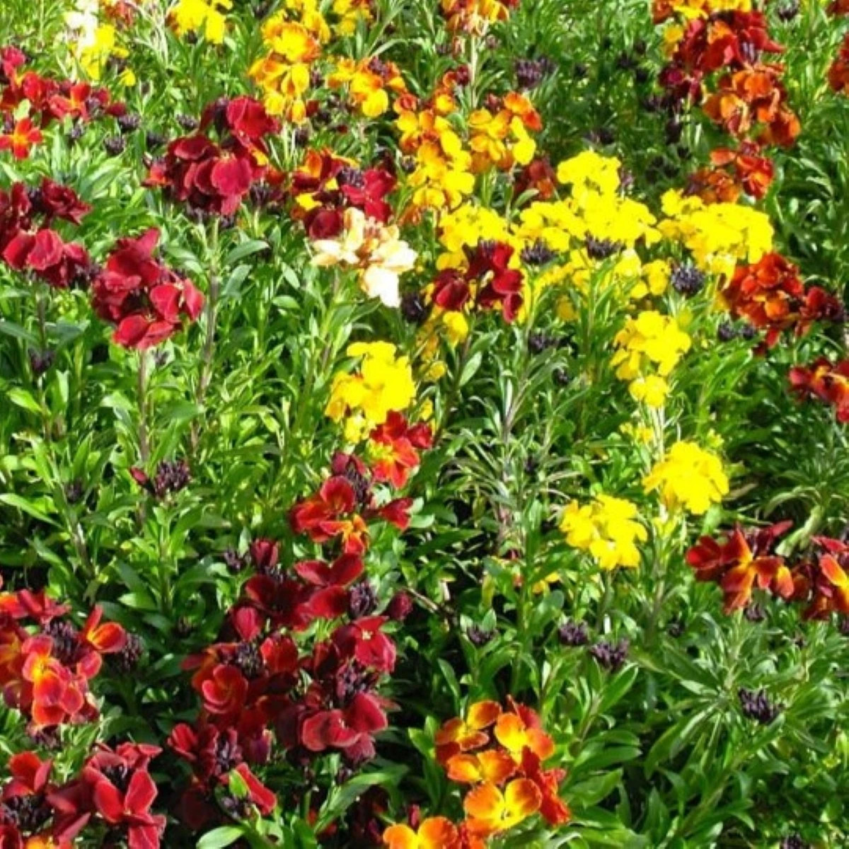 Cheirant voňavý jednoduchý zmes farieb - Erysimum cheiri - semená cheirantu - 30 ks