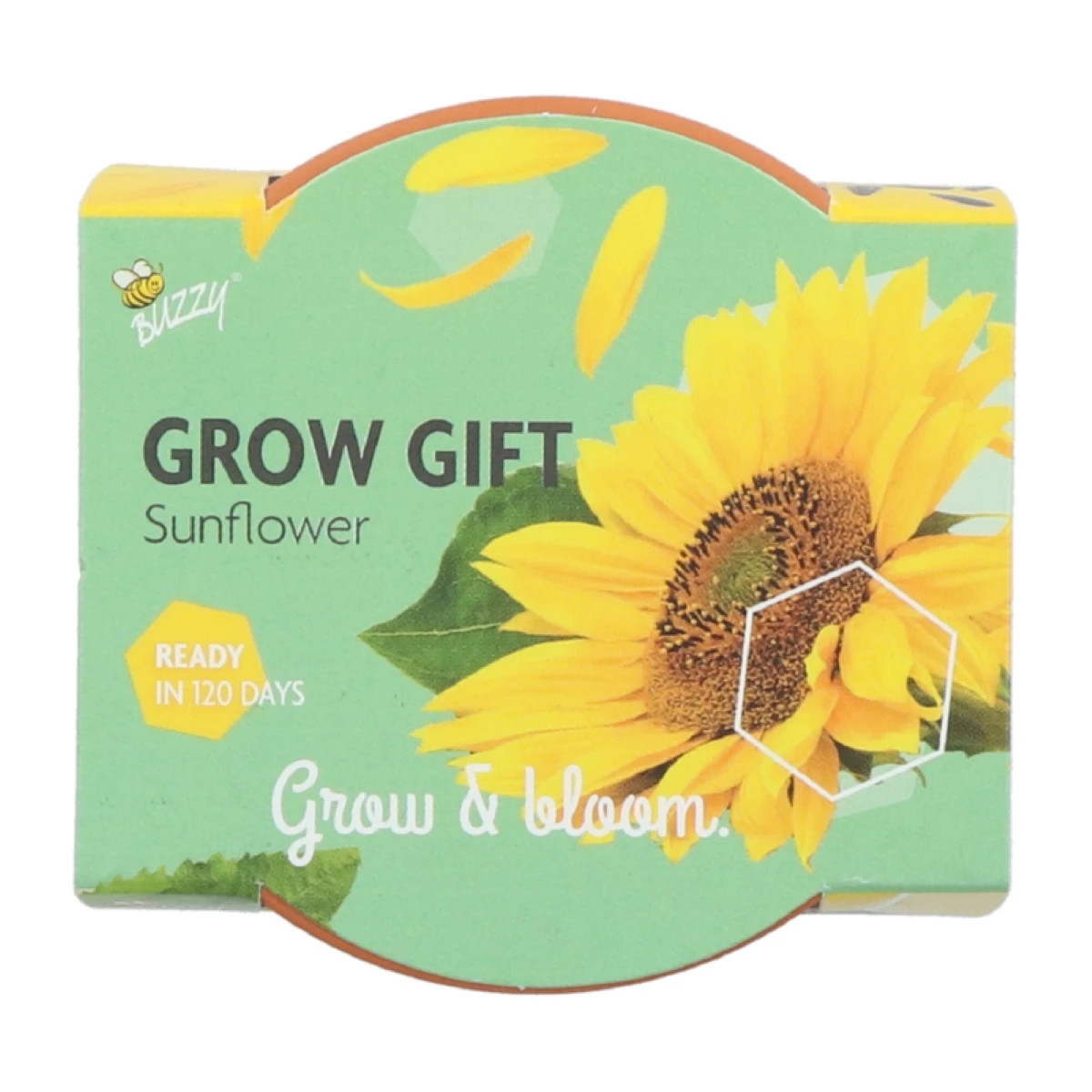 Buzzy Grow Gifts - Minisúprava na pestovanie slnečnice - Pieterpik - 1 ks