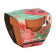 Buzzy Grow Gifts - Minisúprava na pestovanie maku - Pieterpik - 1 ks