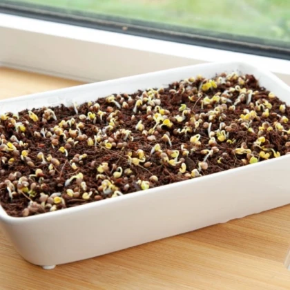 Buzzy - Súprava na pestovanie reďkovky Daikon Red - Pieterpik - 1 ks