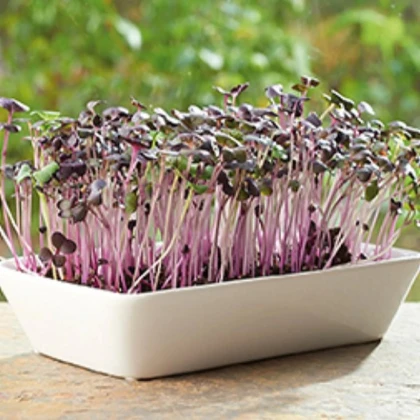 Buzzy - Súprava na pestovanie reďkovky Daikon Red - Pieterpik - 1 ks