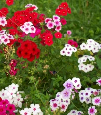 Plamienka Drummondova Tapestry - Phlox drum. - pestovanie