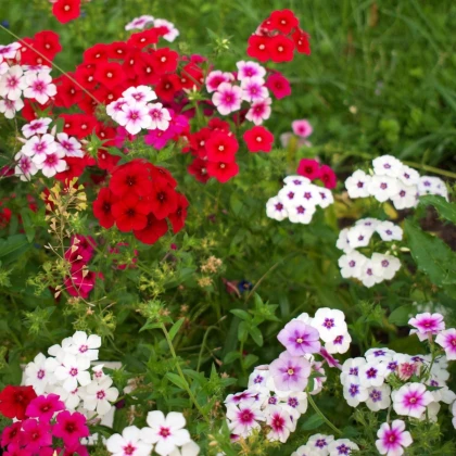 Plamienka Drummondova Tapestry - Phlox drum. - pestovanie