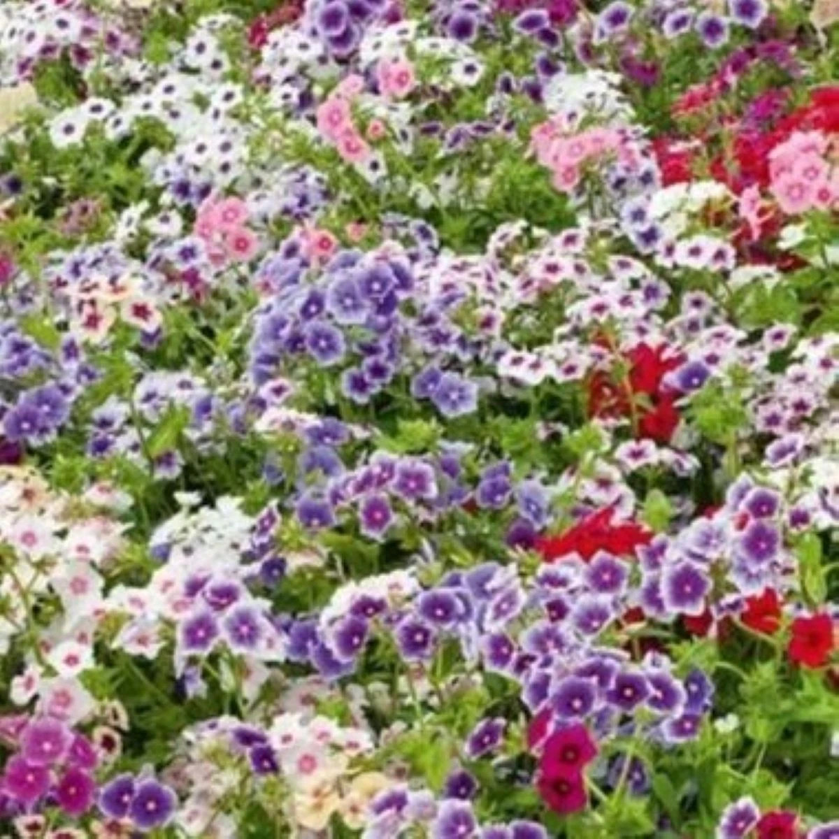 Plamienka Drummondova Tapestry - Phlox drum. - pestovanie