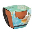 Buzzy Grow Gifts - minisúprava na pestovanie harmančeka - Pieterpik - 1 ks