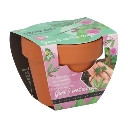 Buzzy Grow Gifts - minisúprava na pestovanie citlivky - Pieterpik - 1 ks