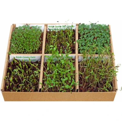 Buzzy - Štartovacia súprava jedlé kvety - Pieterpik - 1 ks