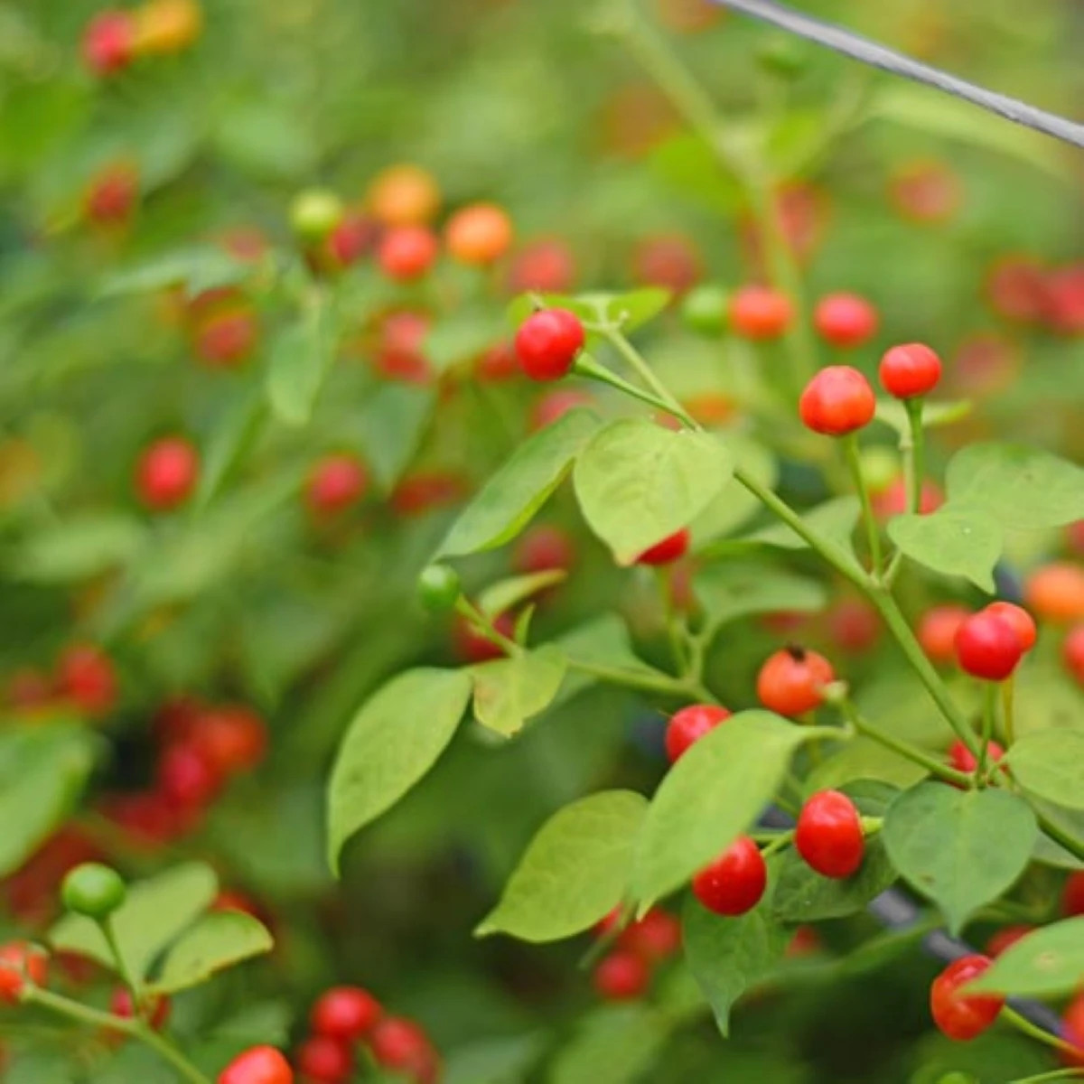 Chilli Aji Charapita Big Red - Capsicum chinense - semená chilli - 7 ks